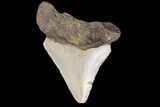 Juvenile Megalodon Tooth - North Carolina #147354-1